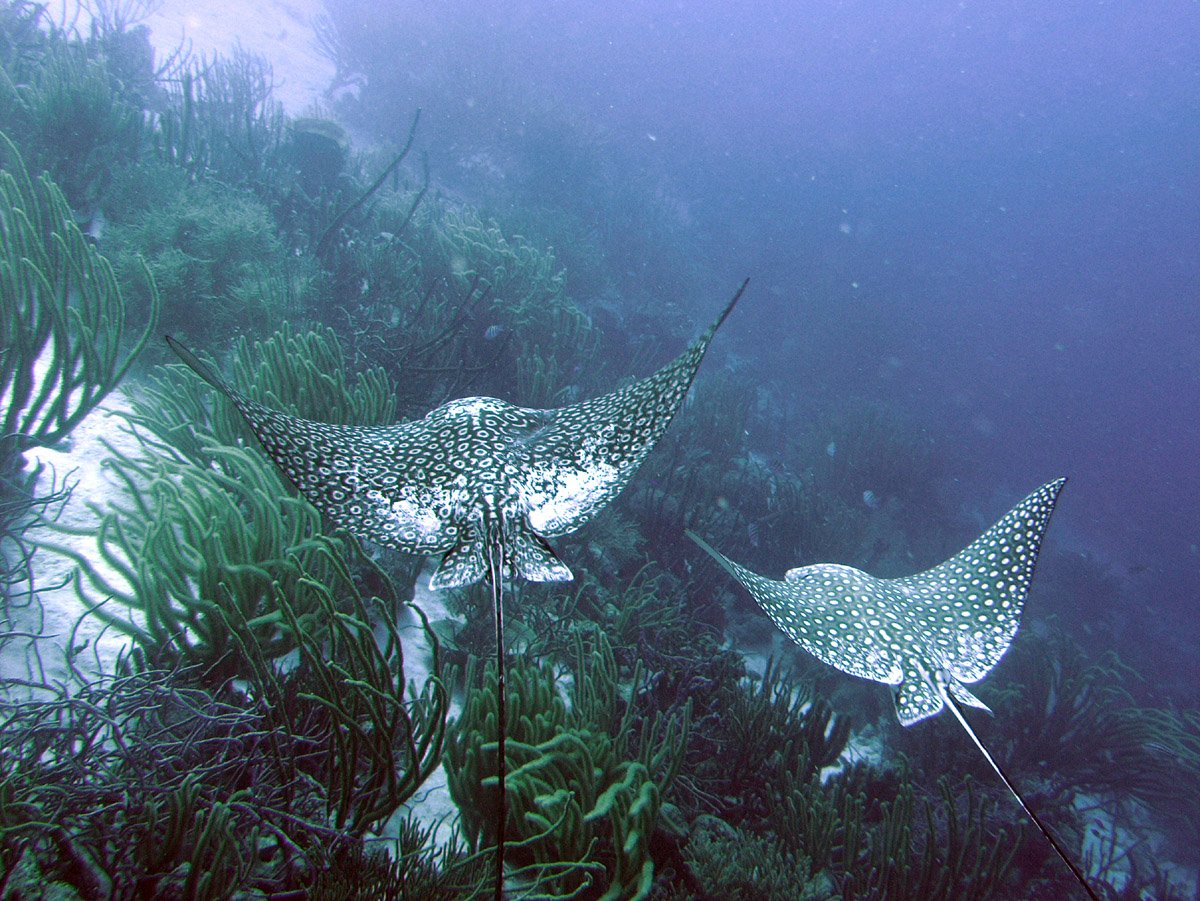 stingray Animal spotted stingray Image
