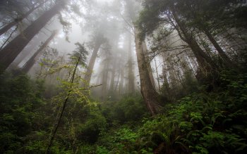 Misty Forest - A Gallery By: swiggz At Alpha Coders