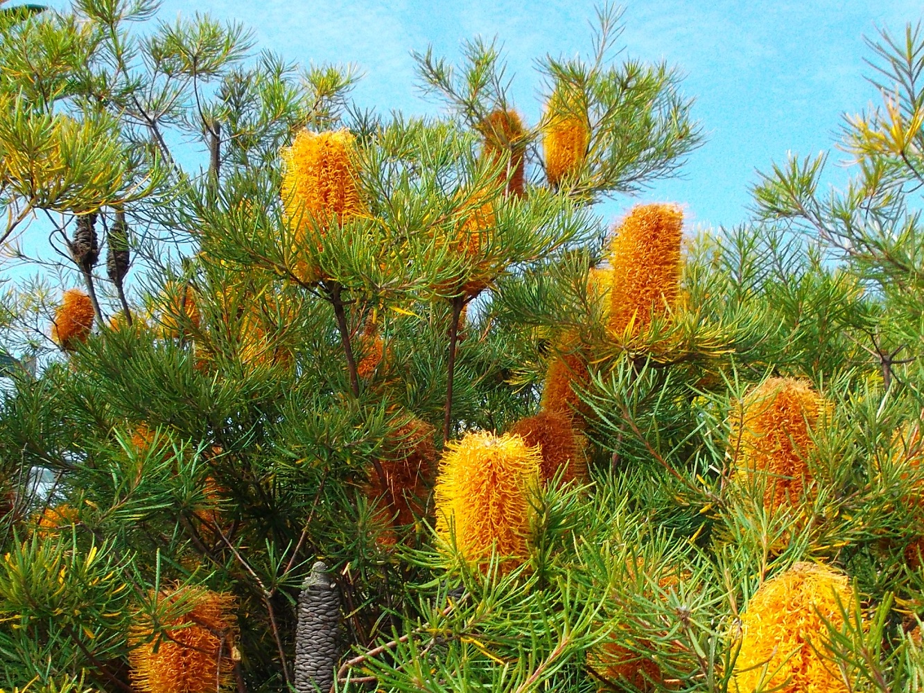 YELLOW BANKSIA by GREENFROGGY1