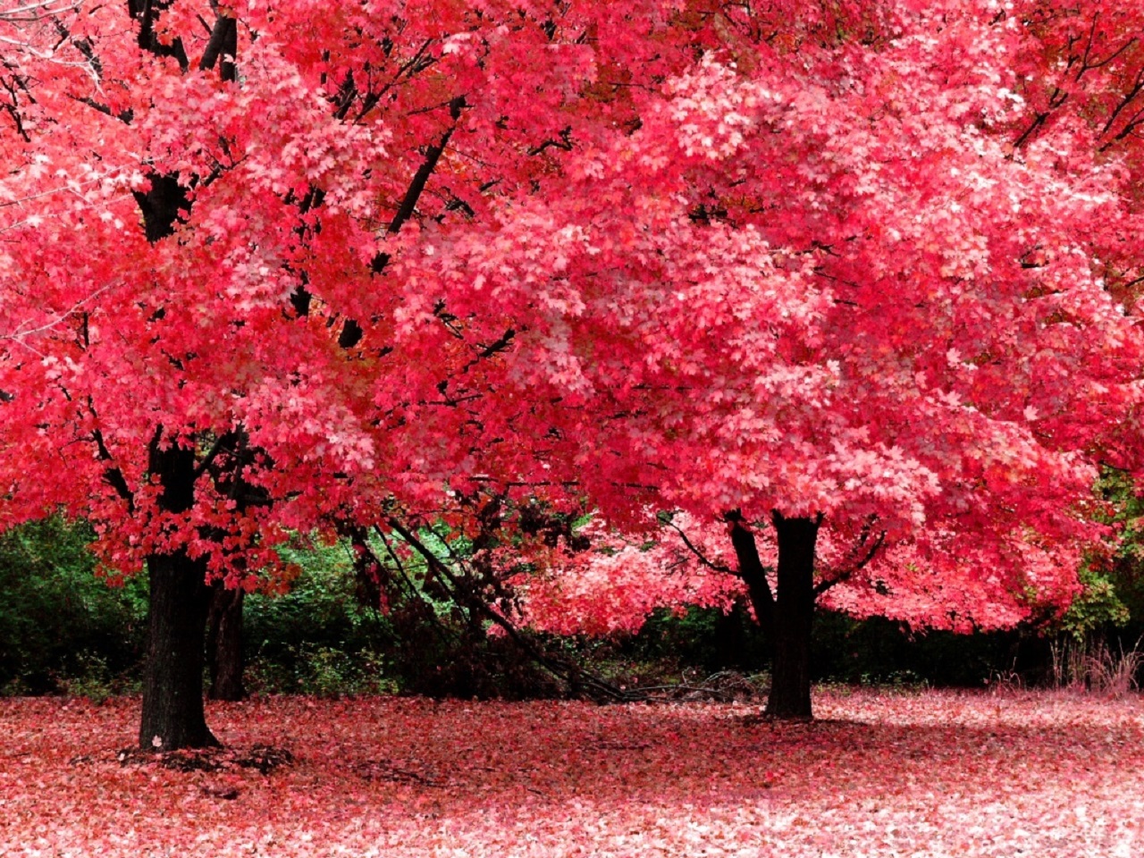 Pink tree Image Abyss