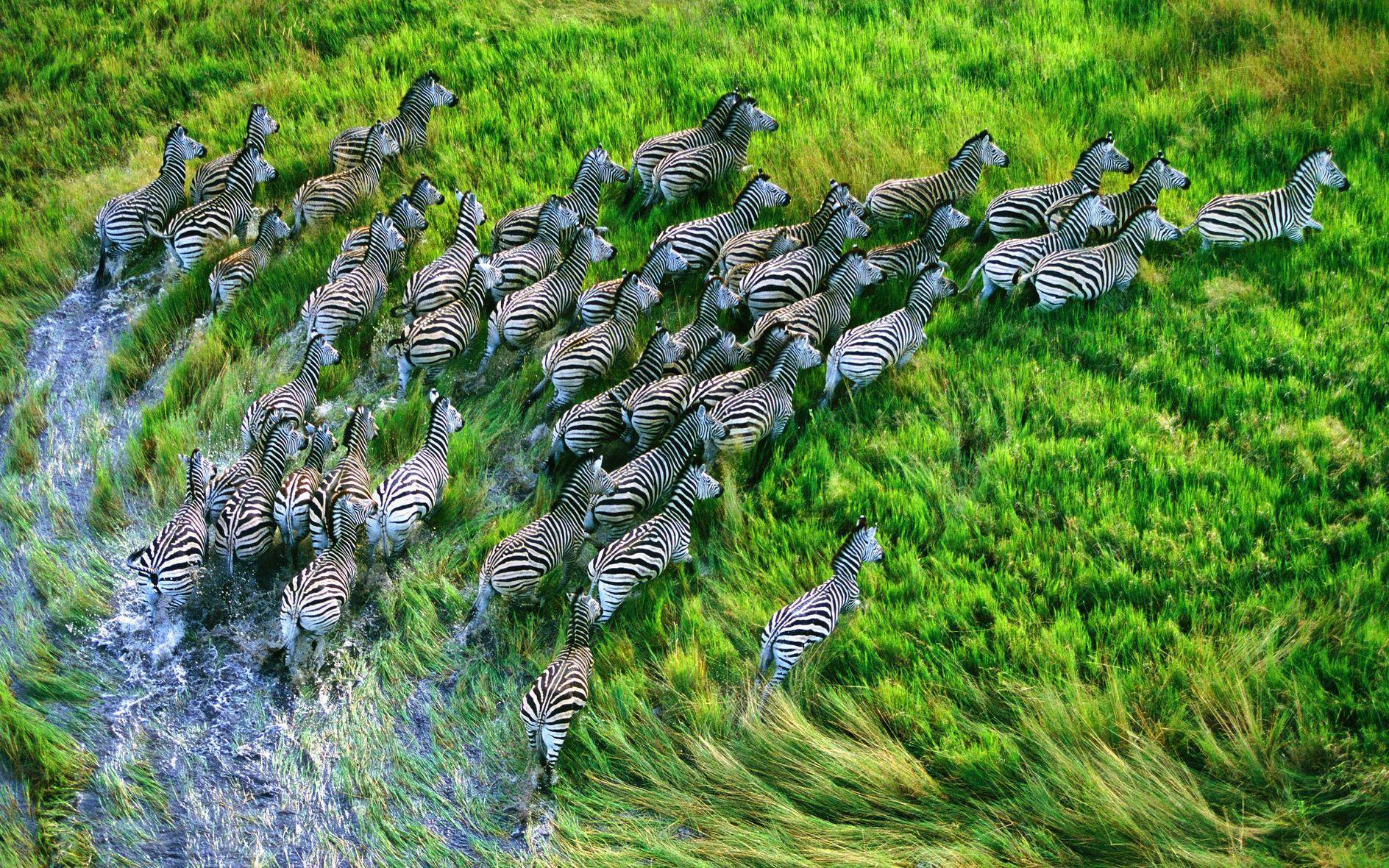 Zebra Picture