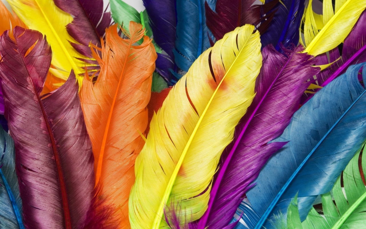 Vibrant Feathers: A Colorful Photography Display