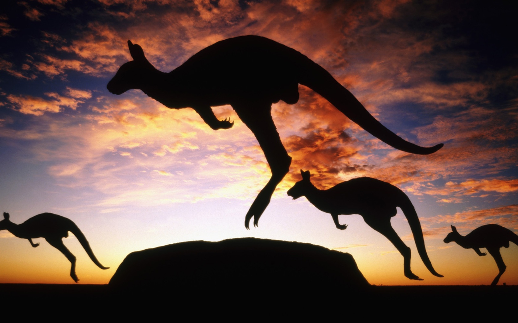 Download Animal Kangaroo Image