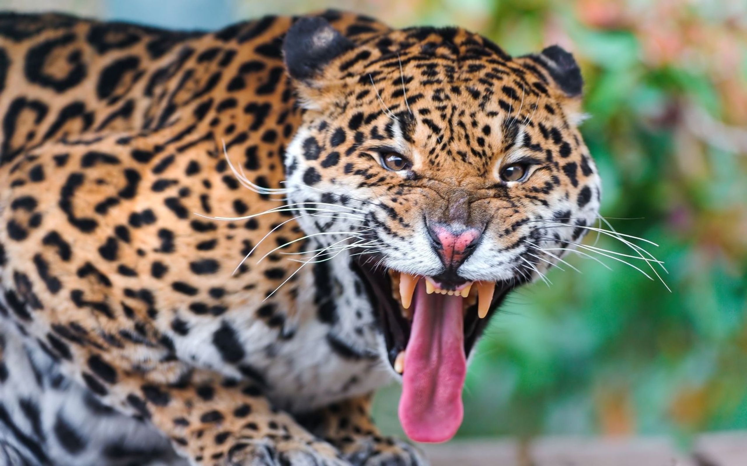 Jaguar Picture.