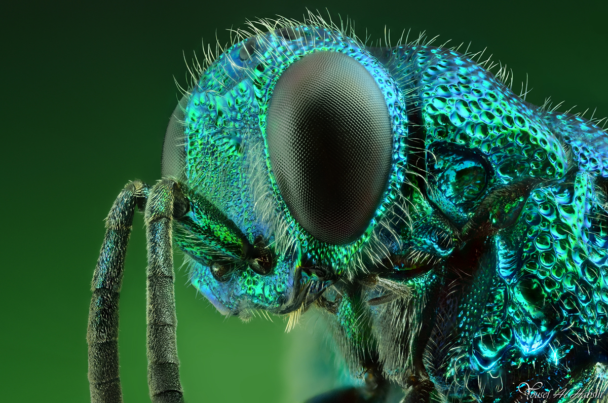 Cuckoo Wasp Picture