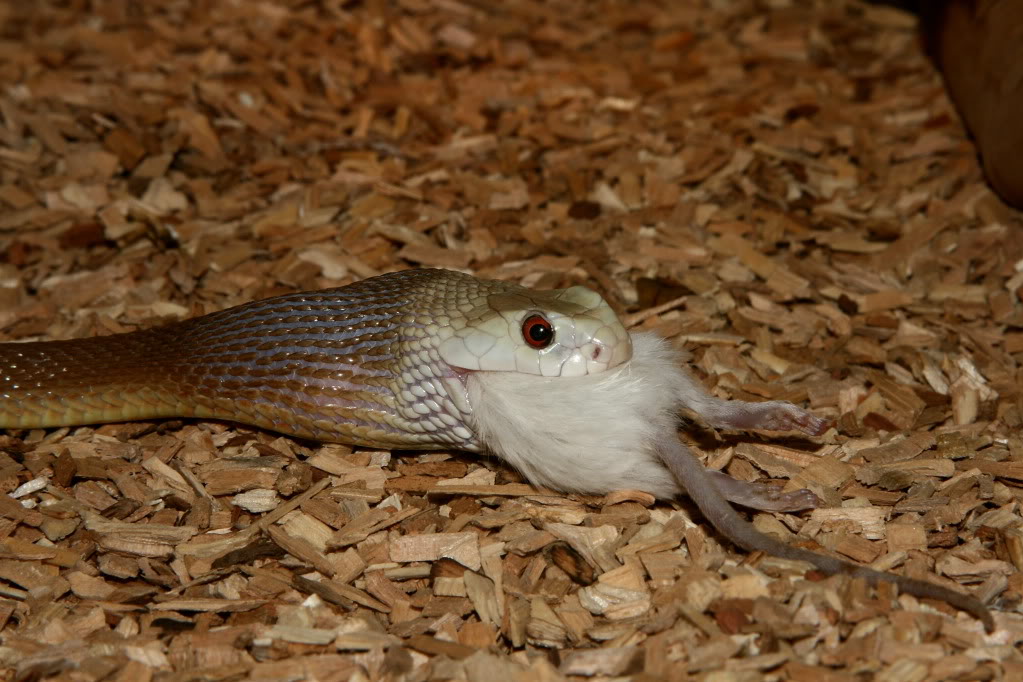 Taipan Picture