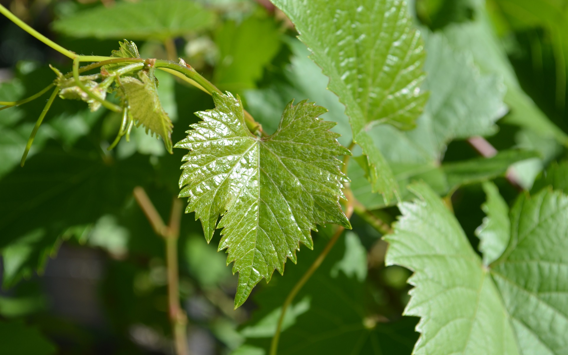 Vine Leaves by lonewolf6738