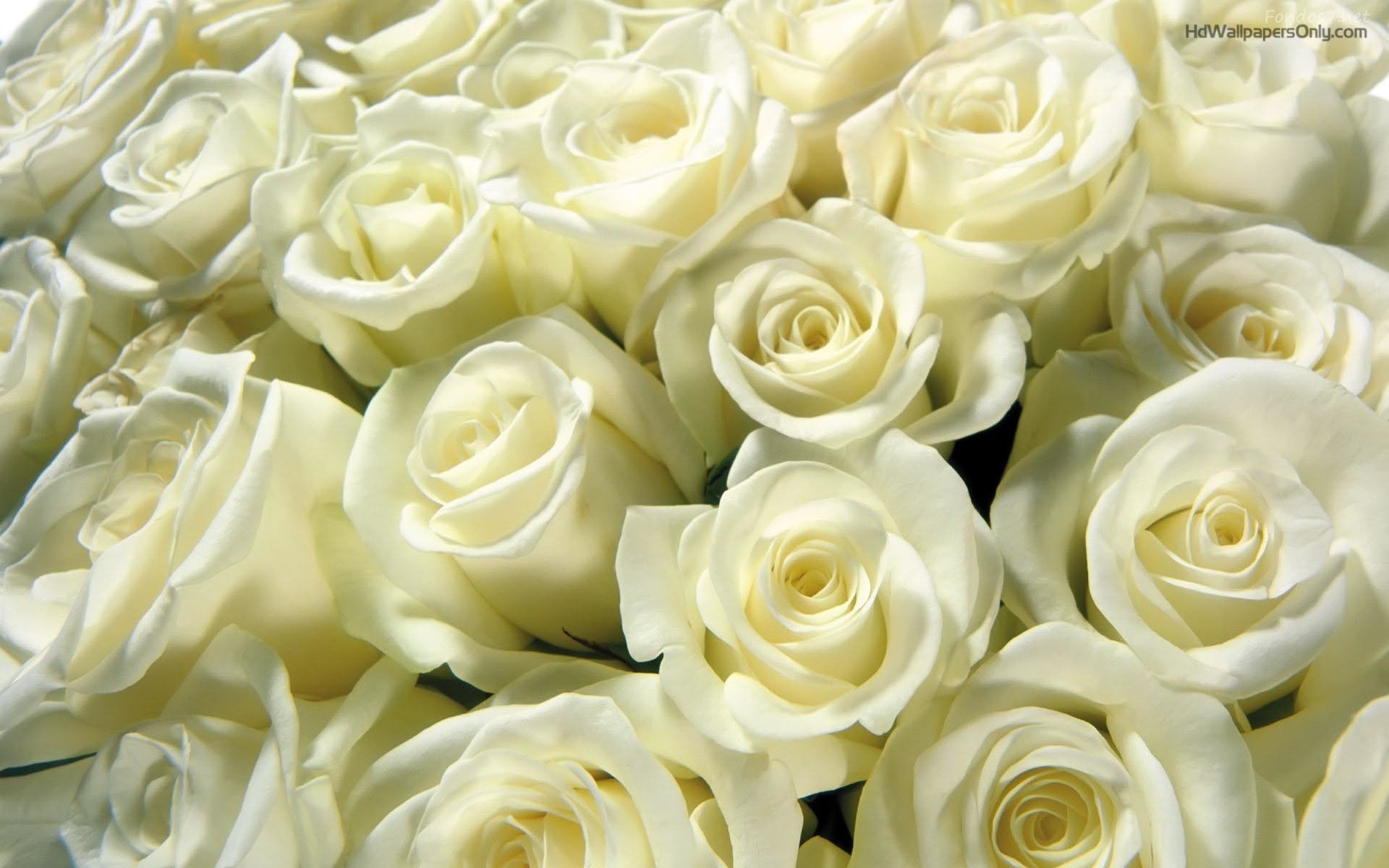 snow-white-rose-image-id-272034-image-abyss