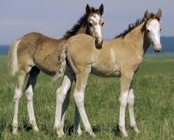 Two young horses stand in a lush green field, showcasing their light brown coats and playful demeanor under a clear blue sky.