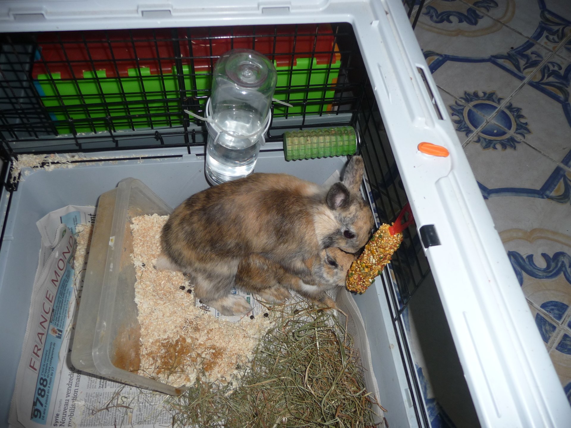 A rabbit is seen in a spacious enclosure filled with bedding, hay, and a water bottle, enjoying a corn treat while nestled comfortably in its habitat.