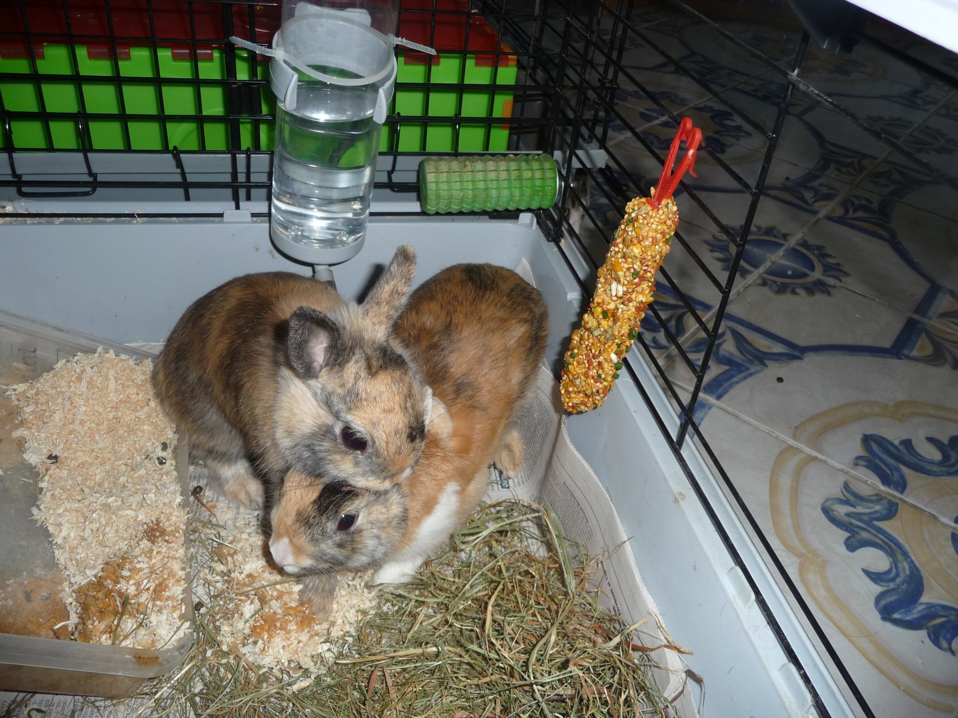 Two rabbits inside a cage with hay, a water bottle, and a hanging seed treat.