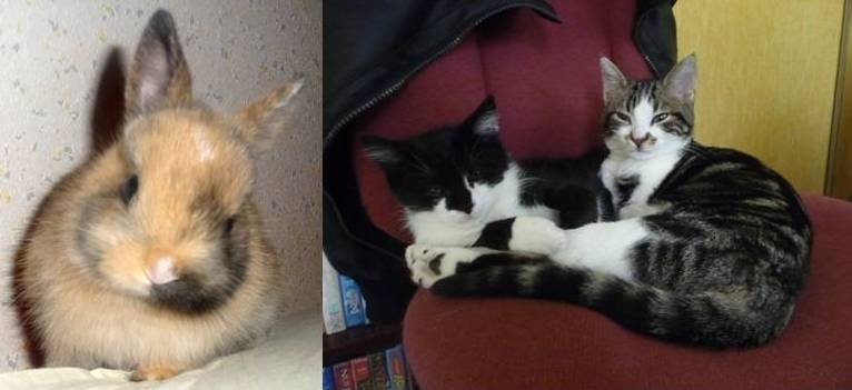 A cute rabbit with perky ears on the left, and two cuddling cats on the right, one black and white, the other tabby, sharing a cozy moment on a red chair.
