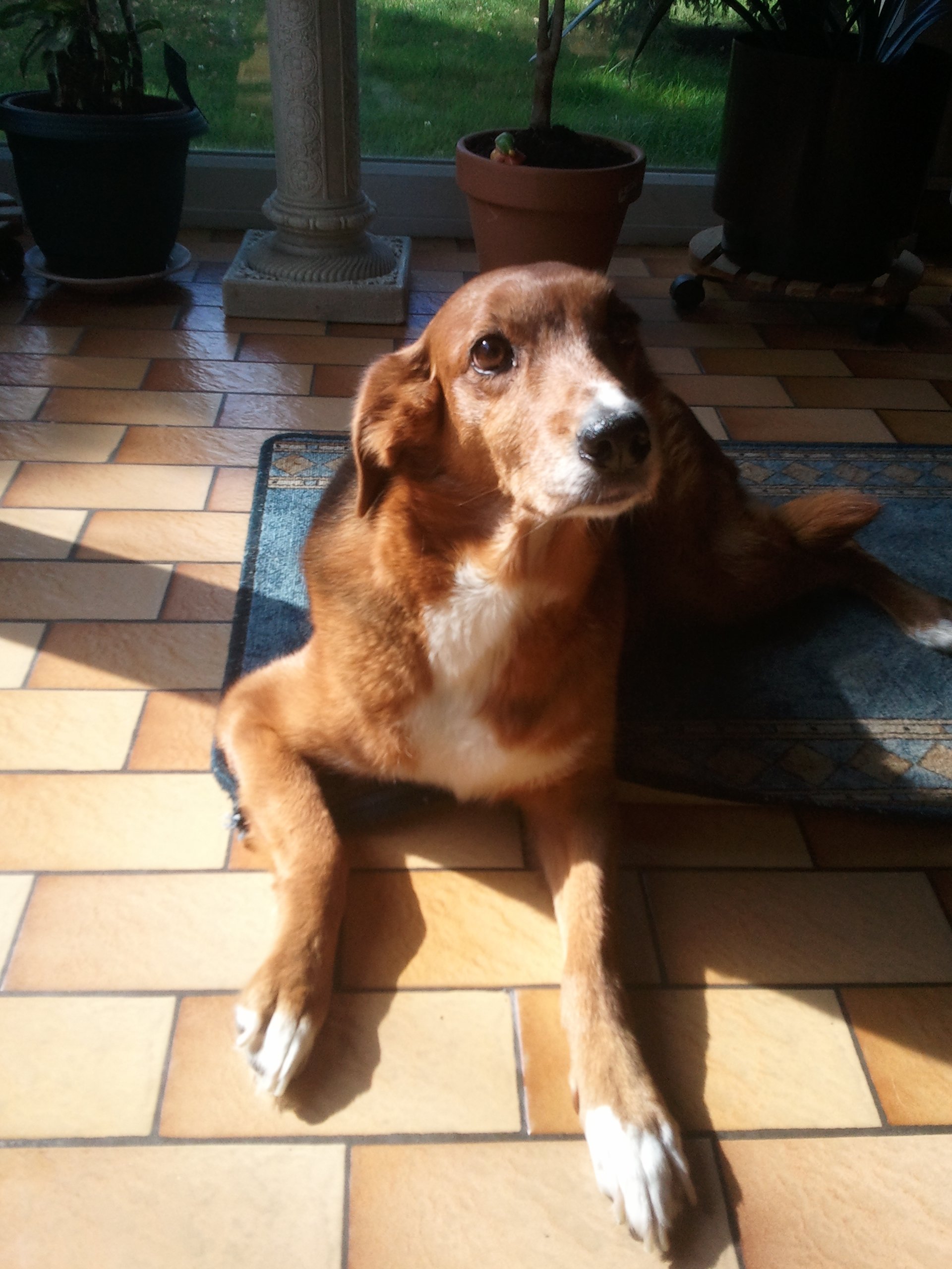 A brown dog with white markings lies on a tiled floor partially illuminated by sunlight, with potted plants in the background.