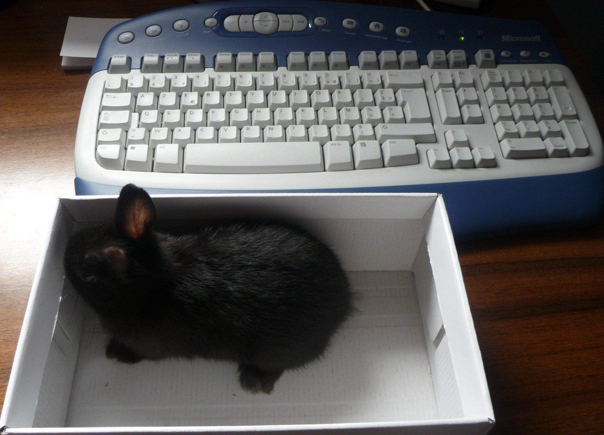 A small black rabbit sits in a white box beside a keyboard on a wooden surface, creating a cozy scene of a pet in a home workspace.