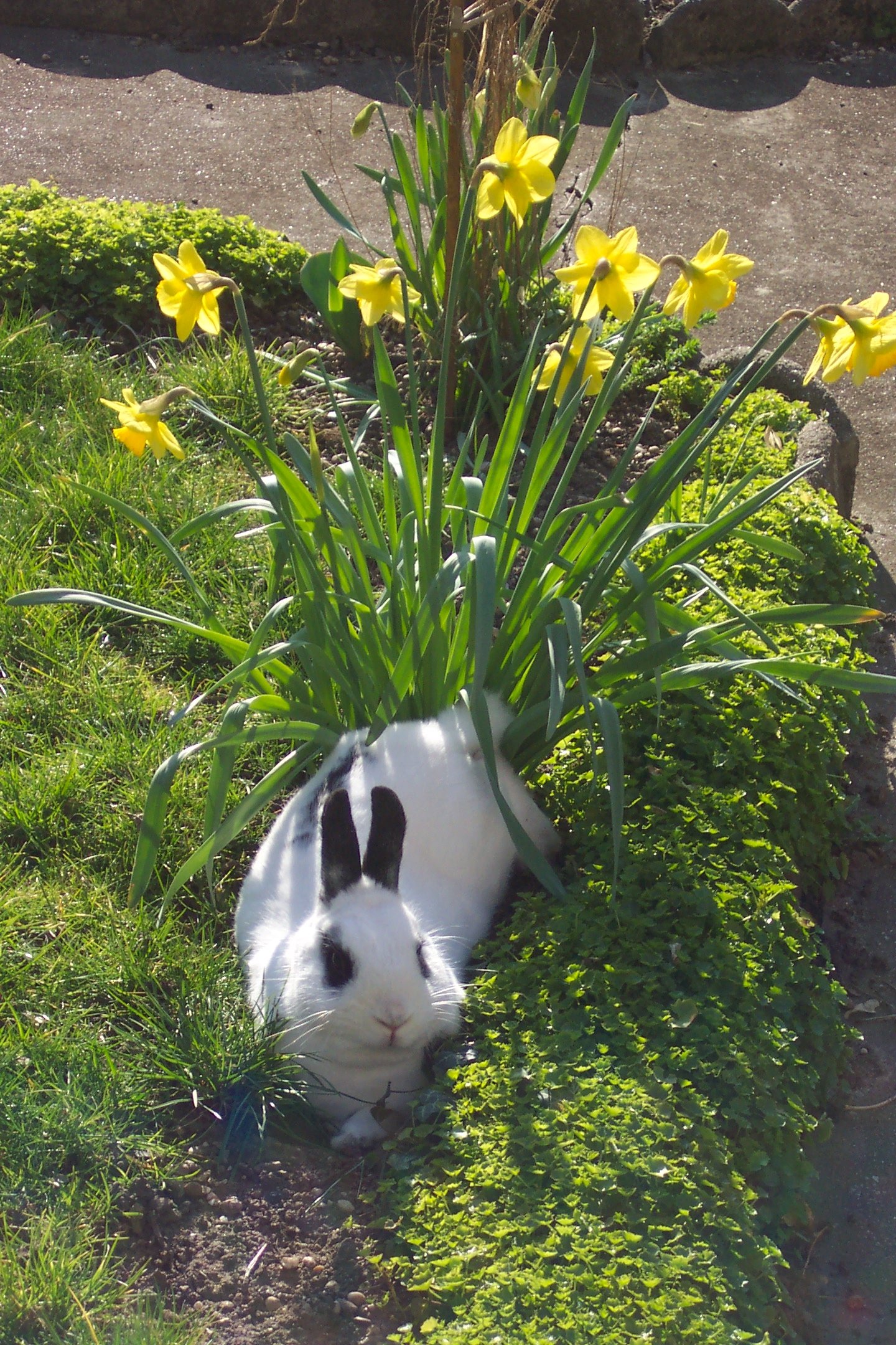 A white rabbit lounging in a garden, surrounded by vibrant yellow daffodils and lush green grass, creating a lively spring scene.