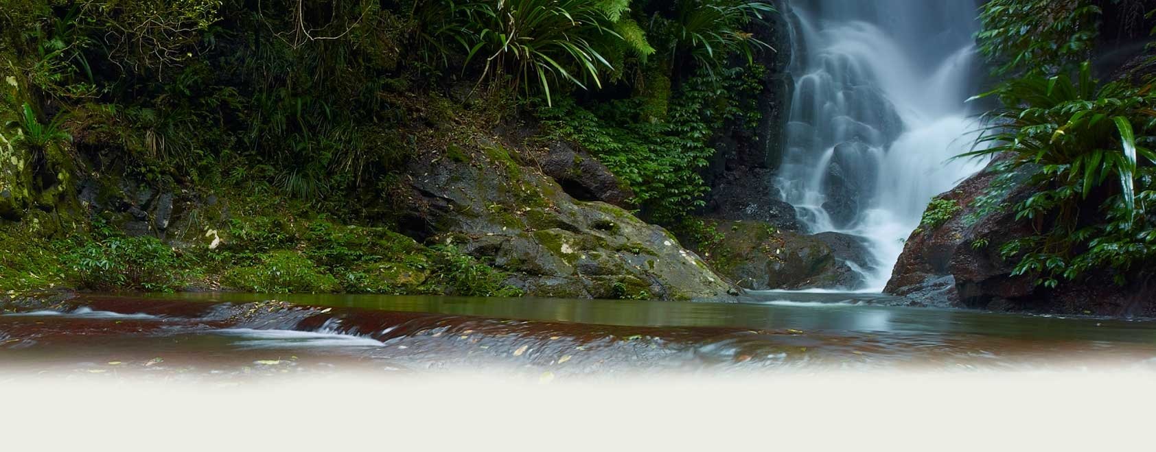 park nature lamington national park Image