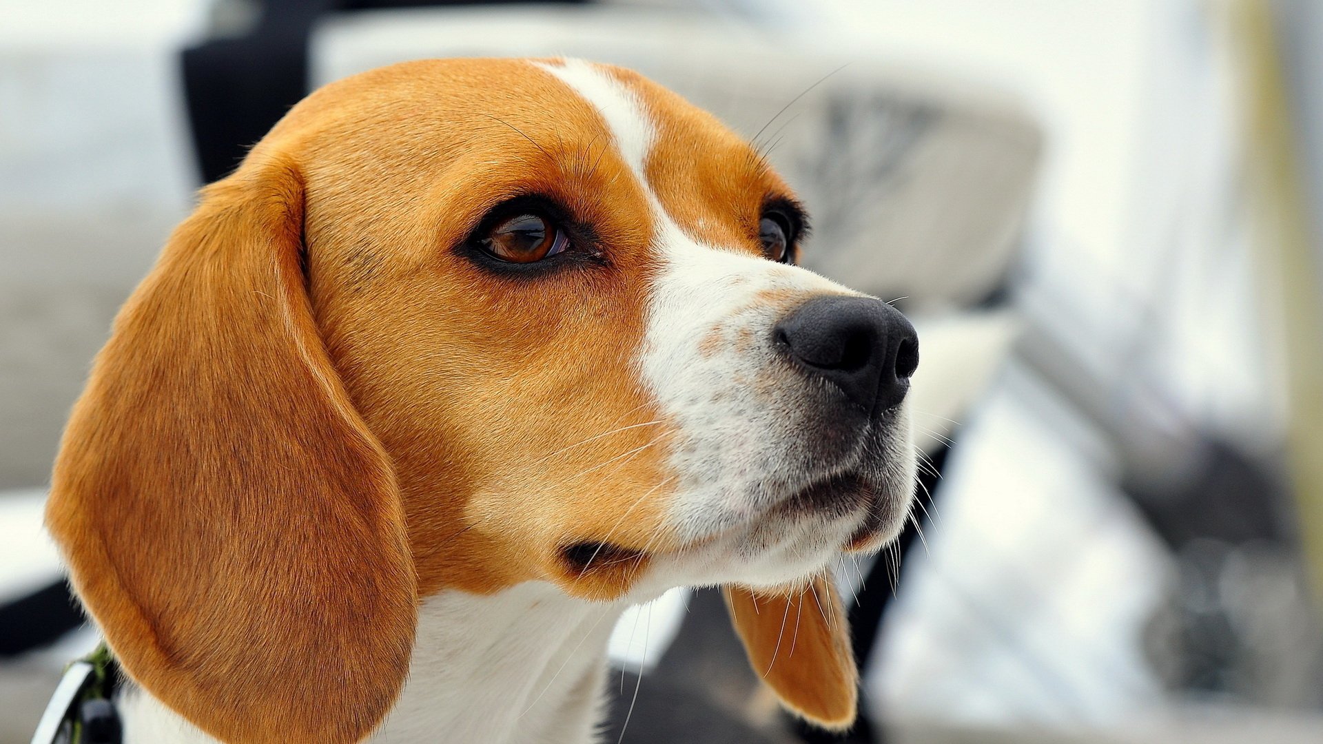 Close-up of a beagle with expressive eyes and a smooth brown and white coat.