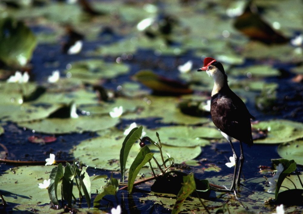 kakadu Animal bird Image