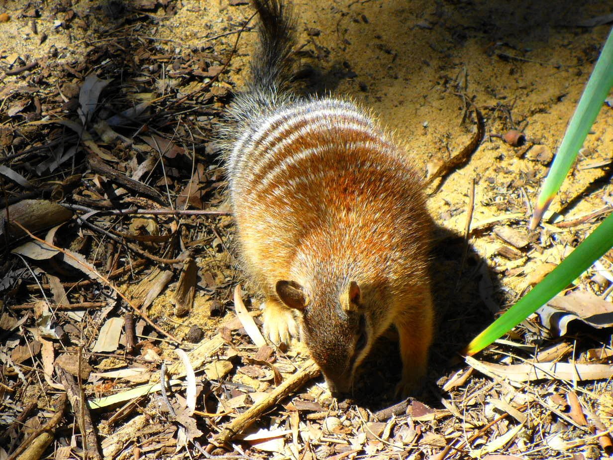 Animal numbat Image