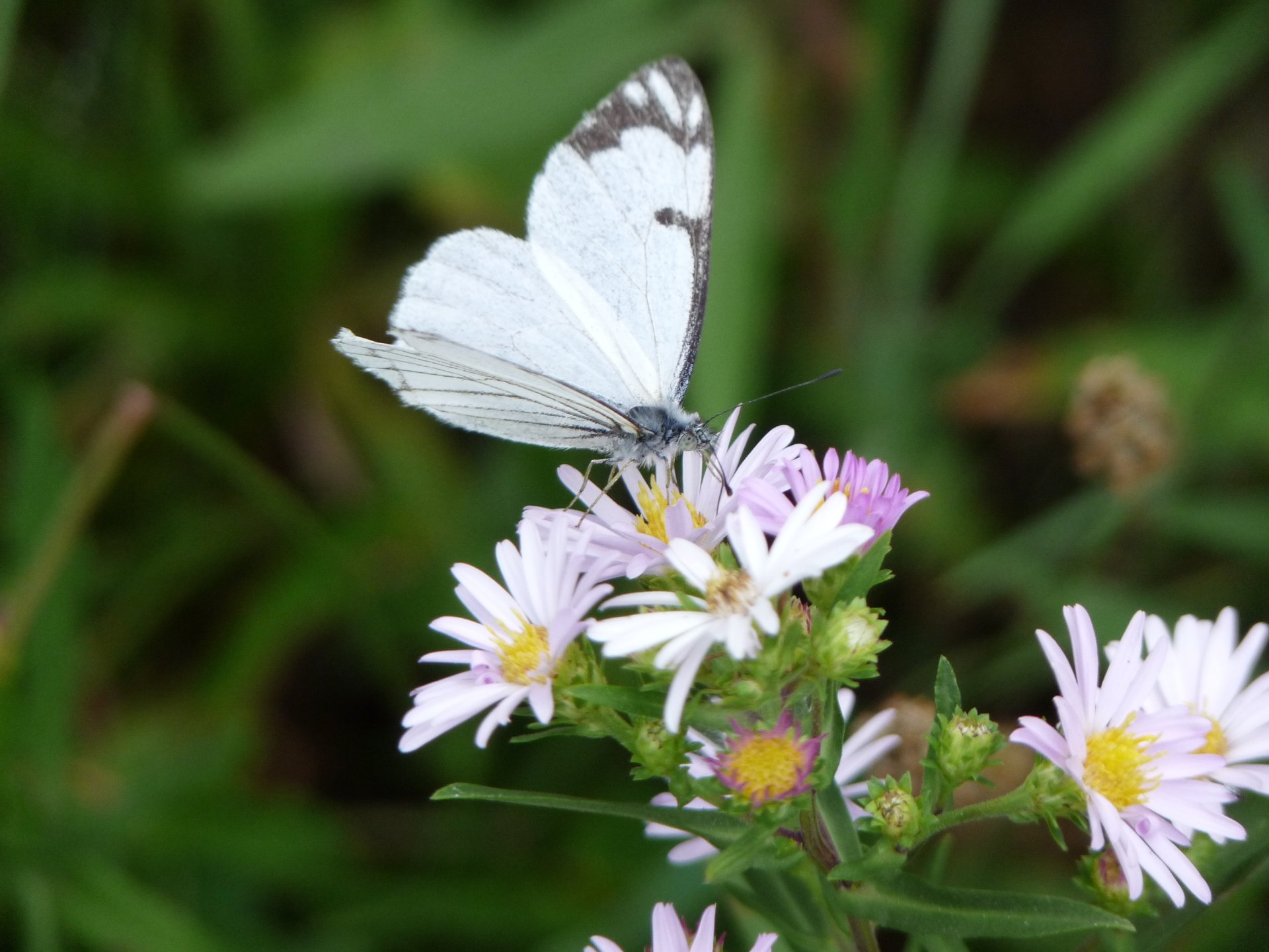  A Butterfly near Atlanta, Idaho
