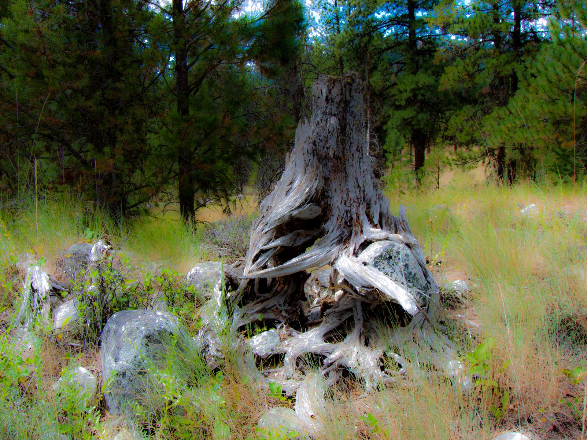 A weathered tree stump with exposed roots sits among grass and rocks in a forested area of Idaho.