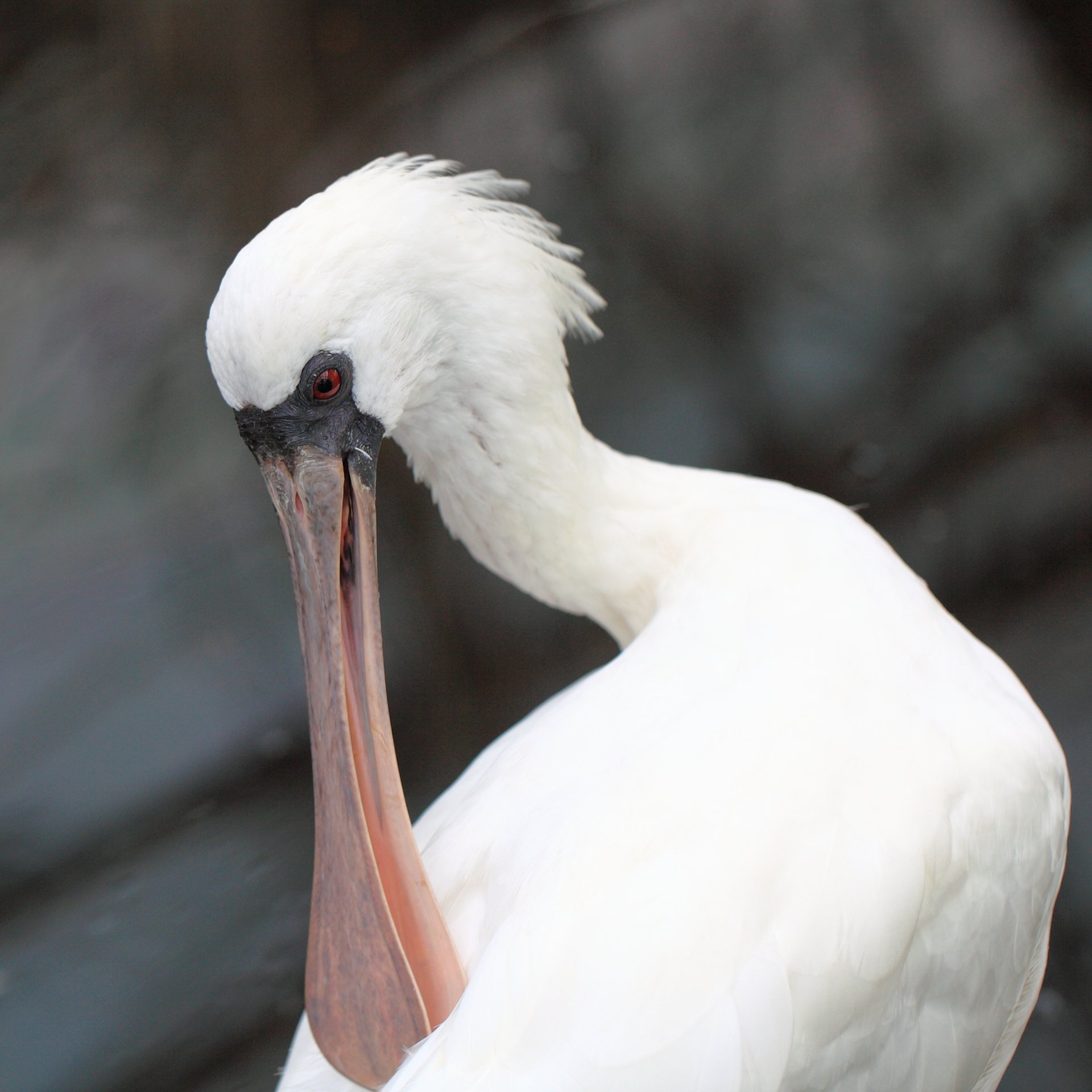  imperial spoonbill