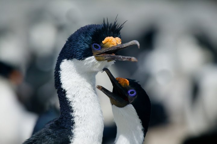 bird Animal imperial shag Image