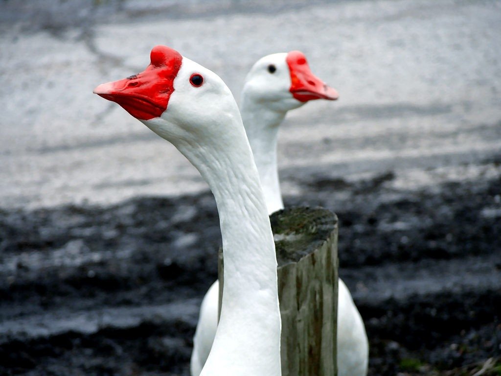 Animal goose Image
