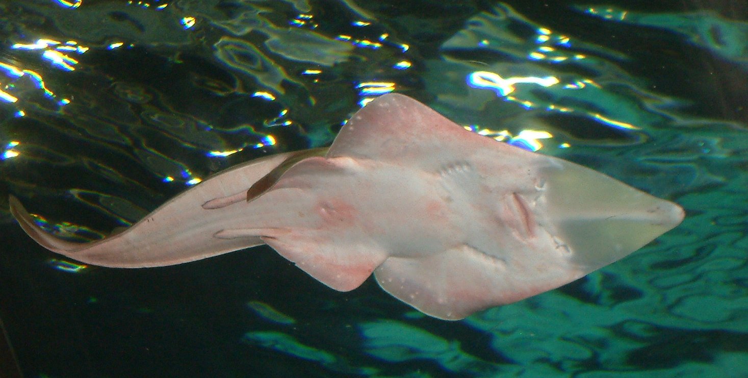 Animal shark fin guitarfish Image