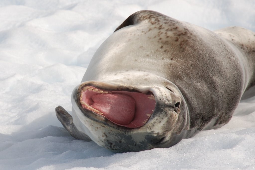 Leopard Seal - Desktop Wallpapers, Phone Wallpaper, PFP, Gifs, And More!