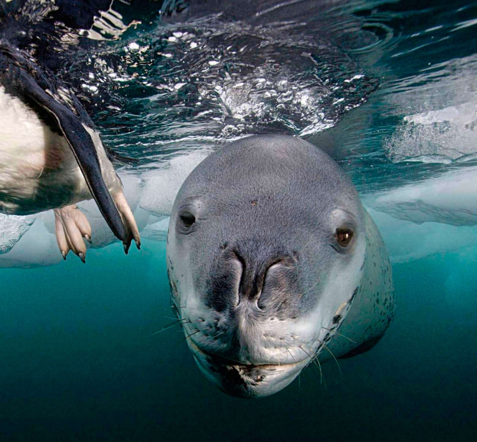 seal Animal leopard seal Image