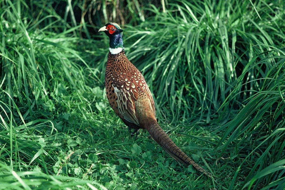 Animal pheasant Image
