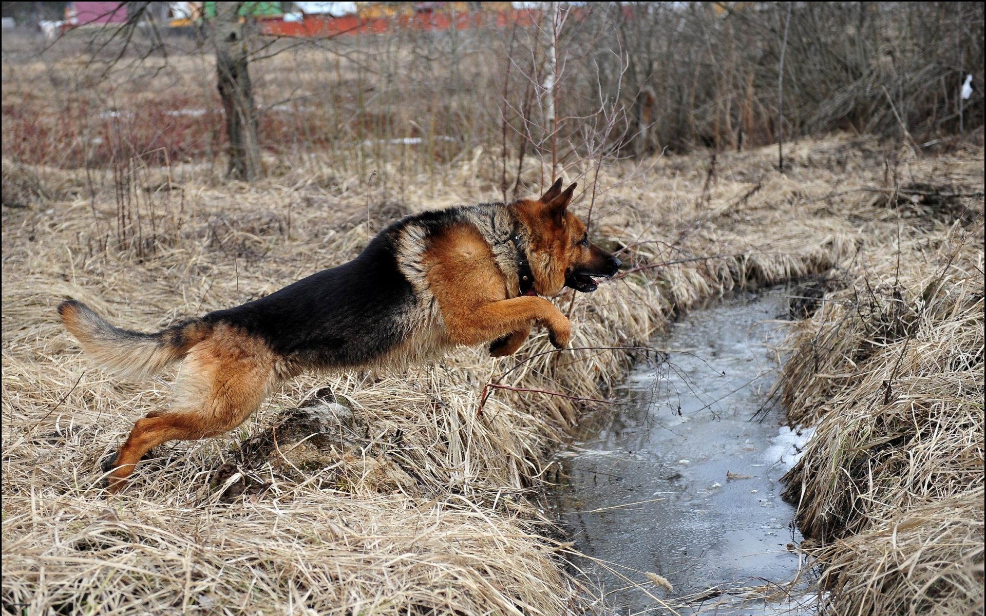A German Shepherd leaps joyfully over a small stream, surrounded by dry grass and trees, showcasing its playful energy in a natural setting.