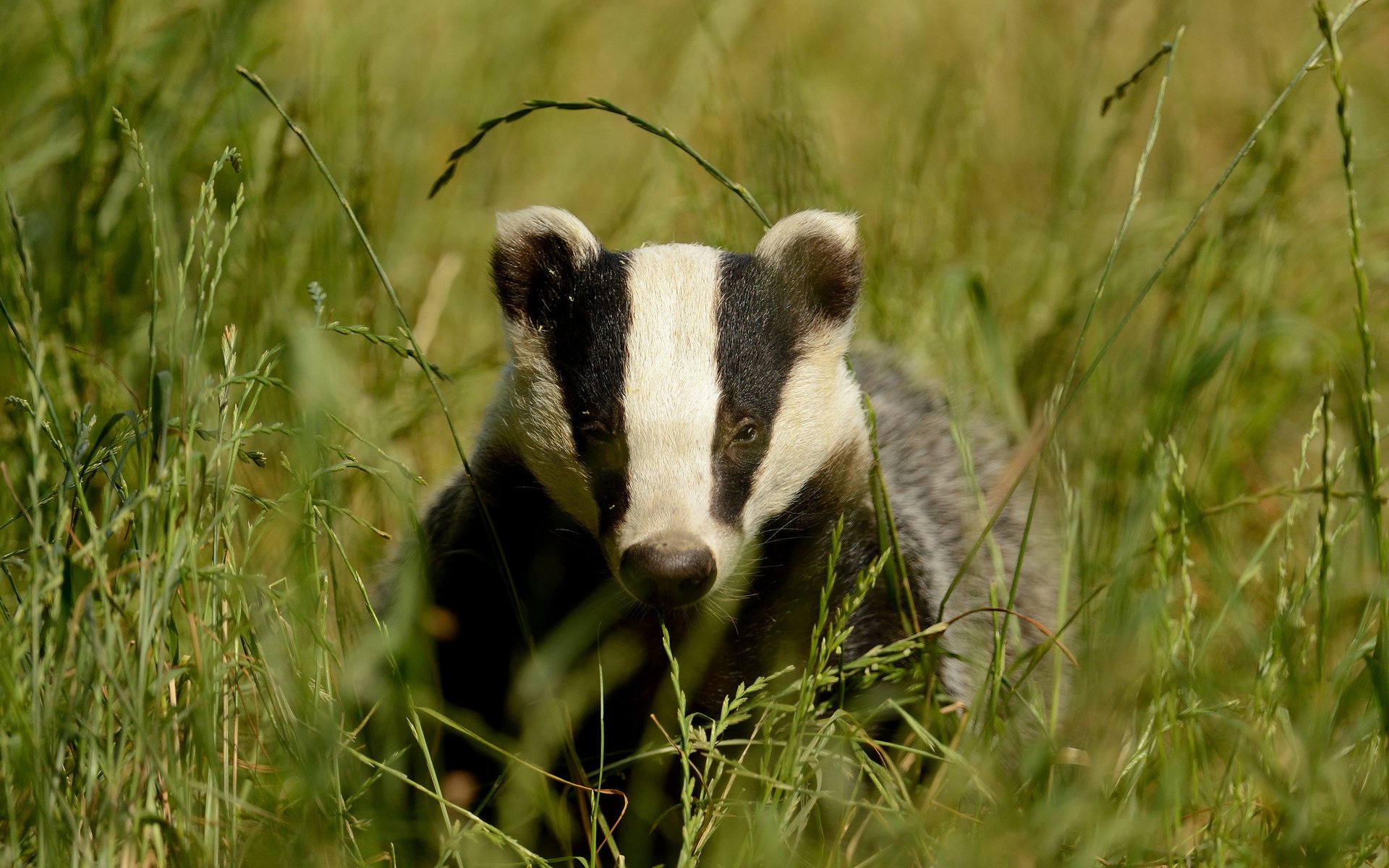 Download Animal Badger Image