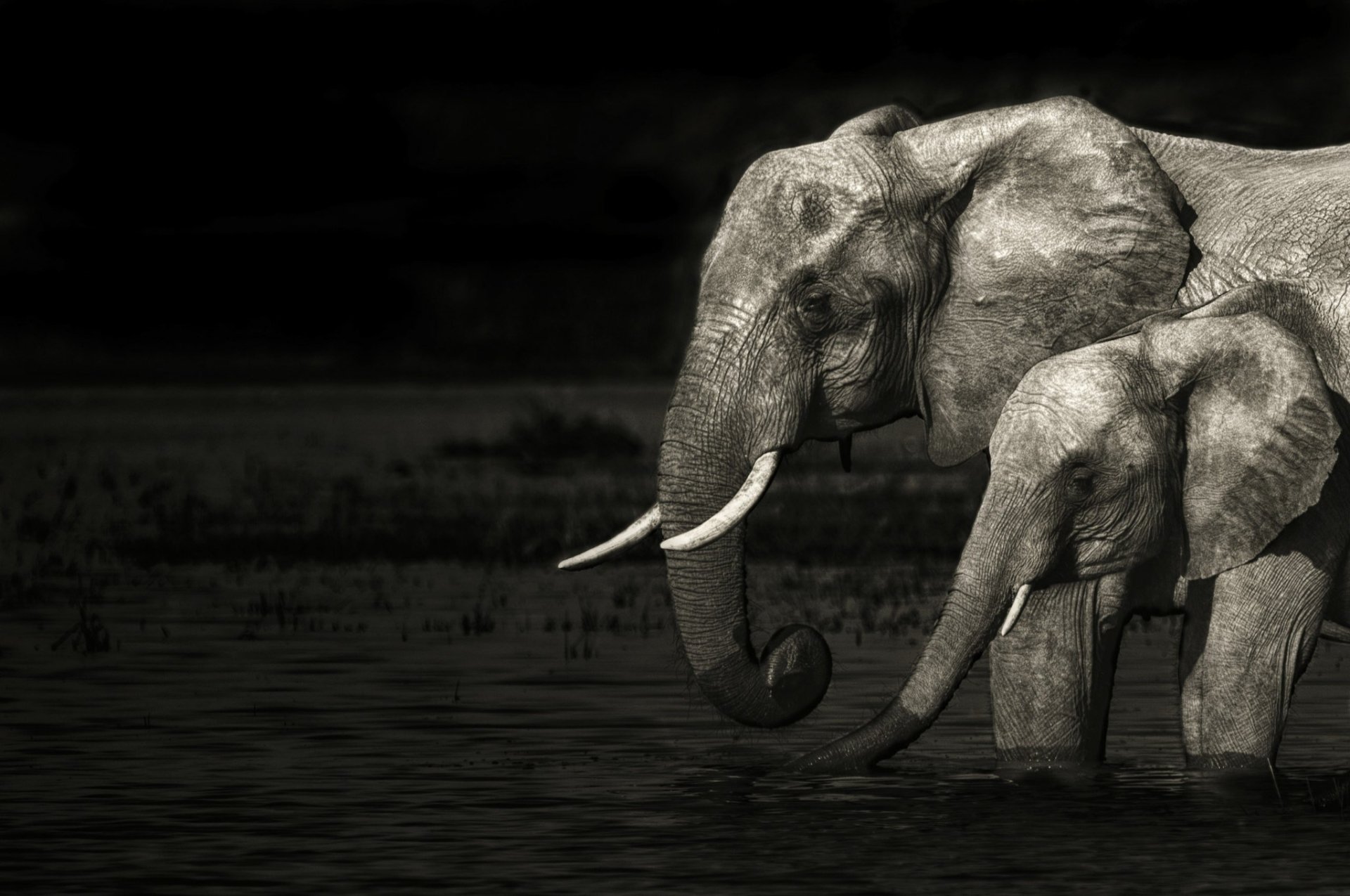 A monochrome image of an African bush elephant and its calf standing in shallow water, captured beautifully in black and white, highlighting their majestic features.