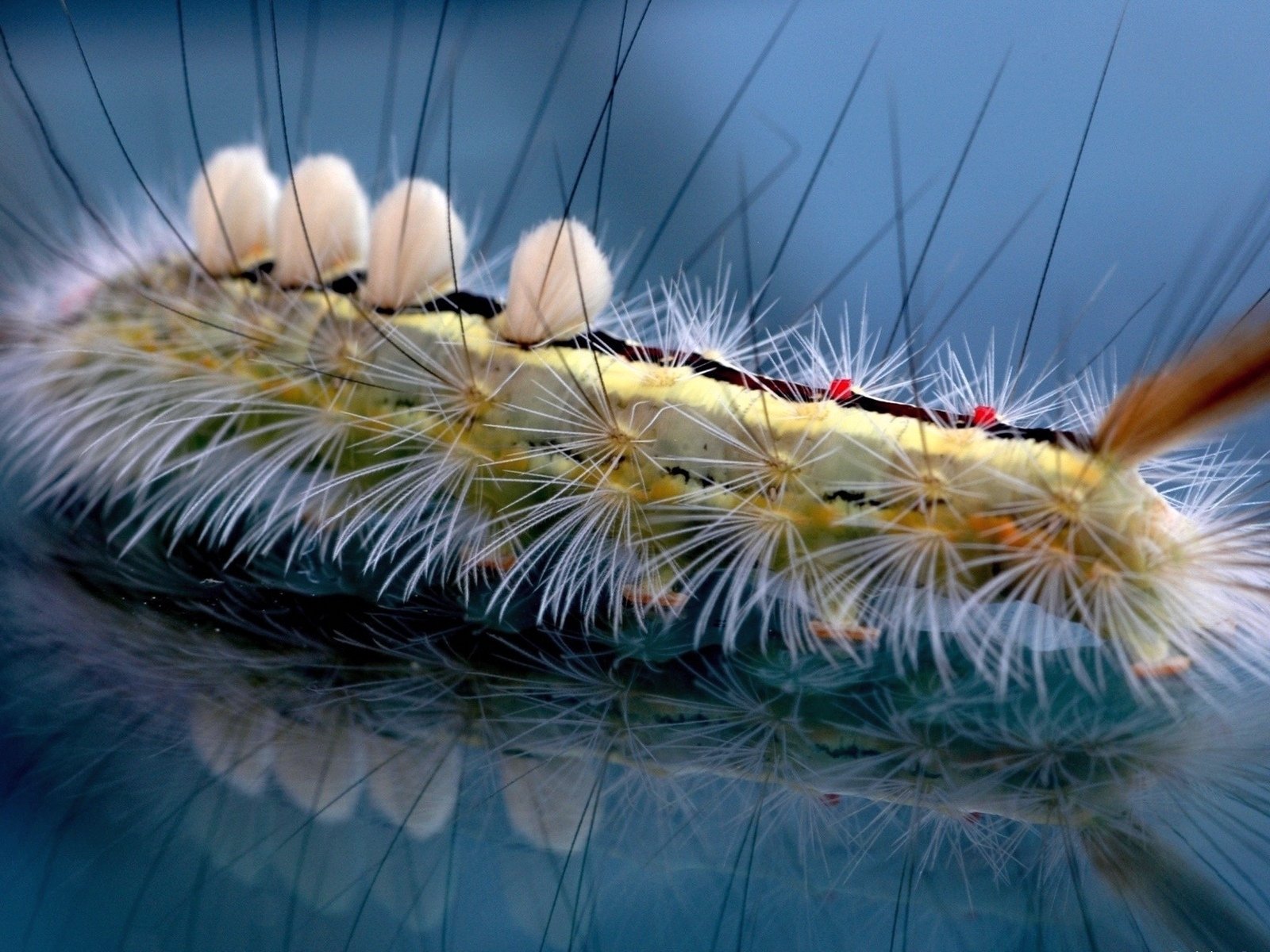 A fuzzy yellow-green caterpillar (animal) with dense white hair tufts, red dorsal spots and pale tubercles, reflected on a glossy blue surface.