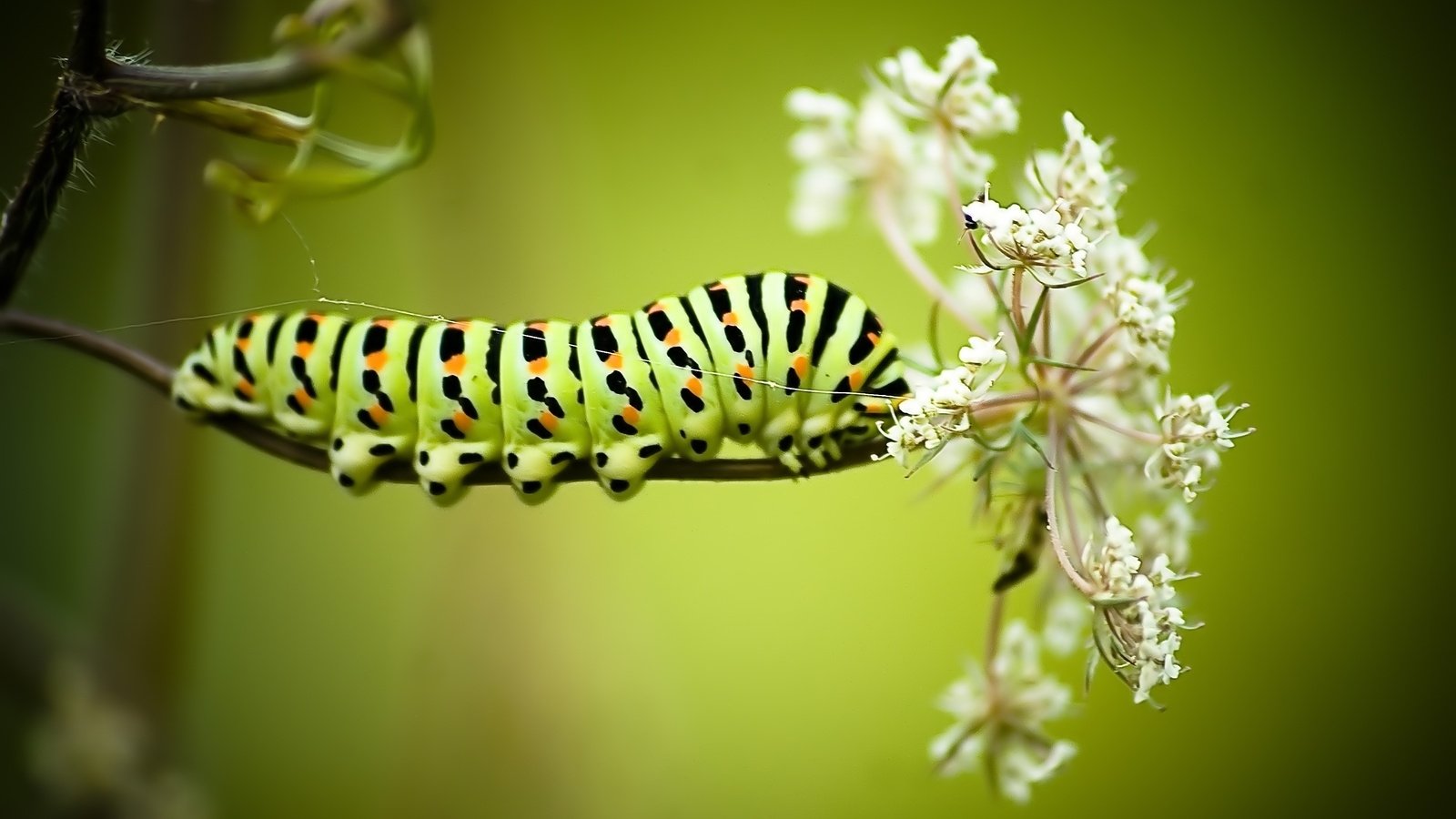 A green-and-black striped caterpillar (animal) clings to delicate white wildflower umbels against a soft, blurred green background.