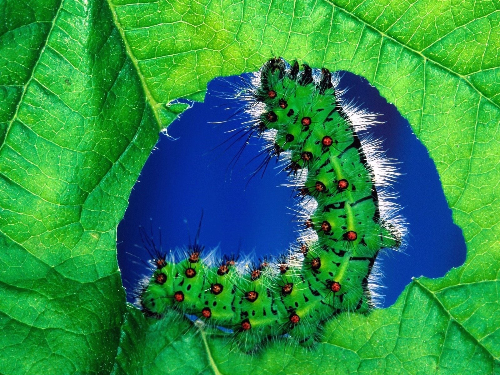 Animal caterpillar Image
