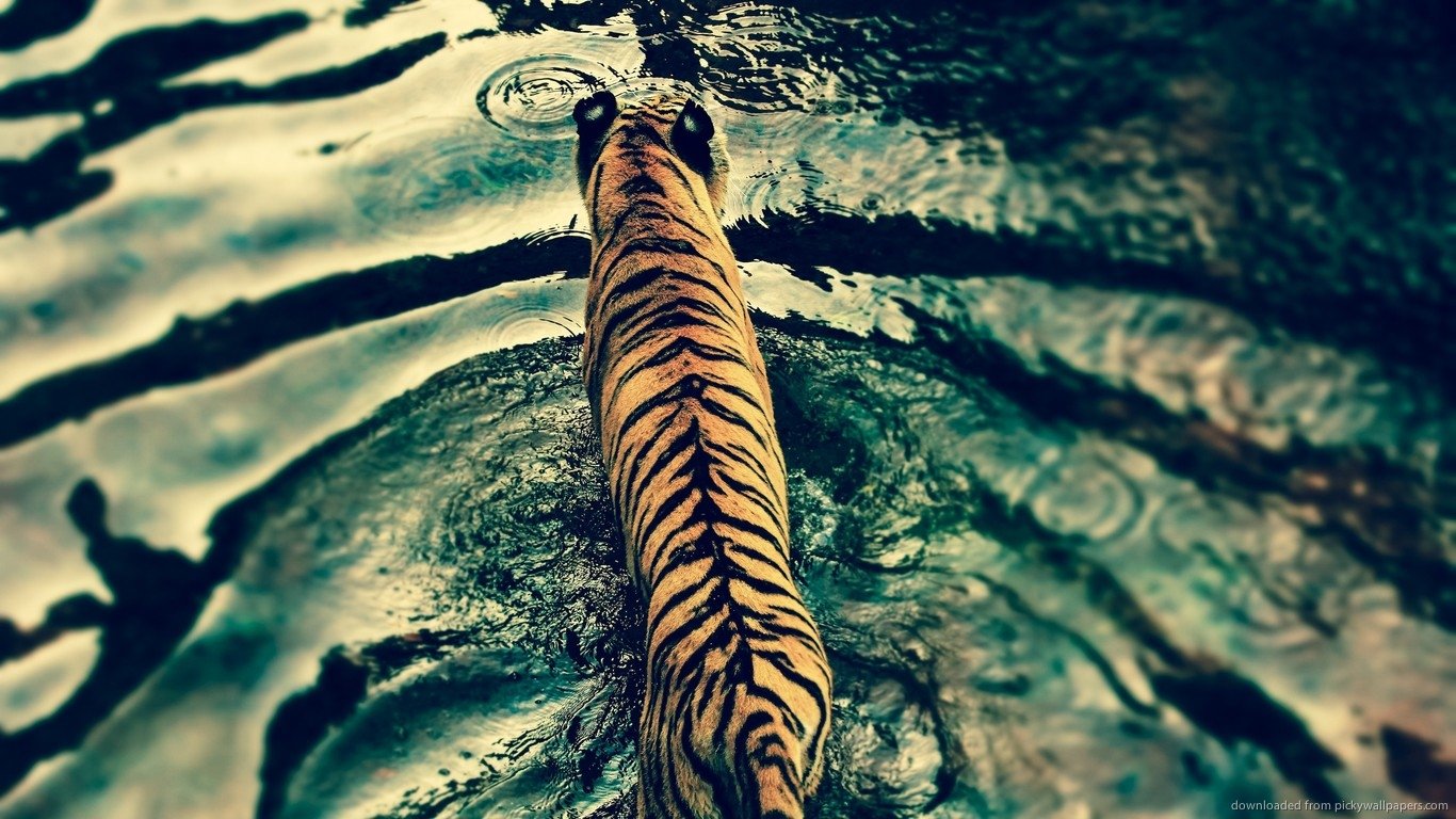 A tiger walks through rippling water, its striped back prominently visible from above.