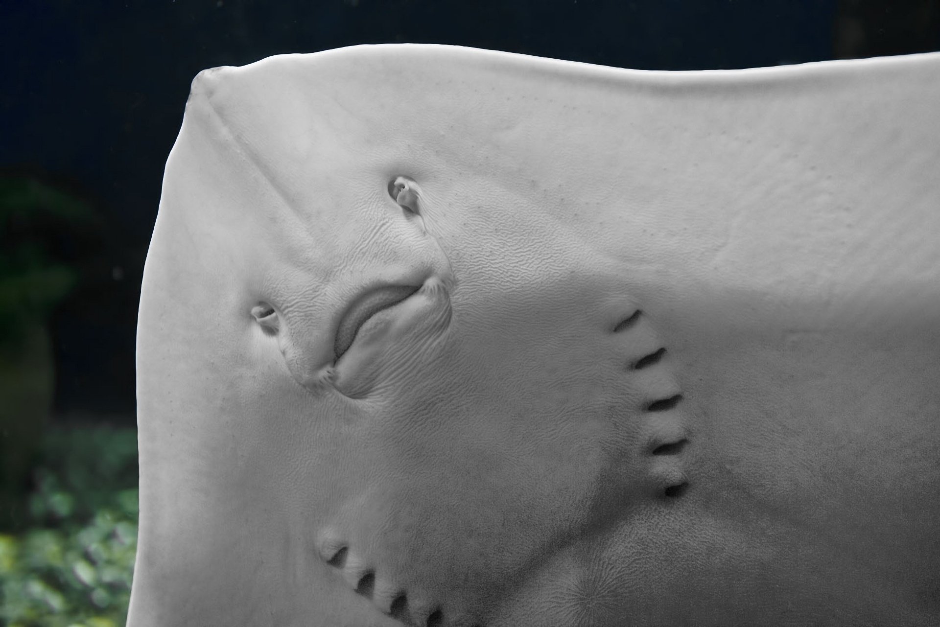 Animal manta ray Image