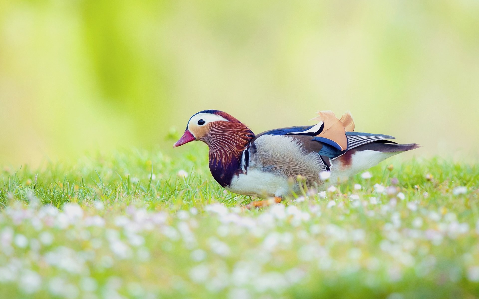 Animal mandarin duck Image