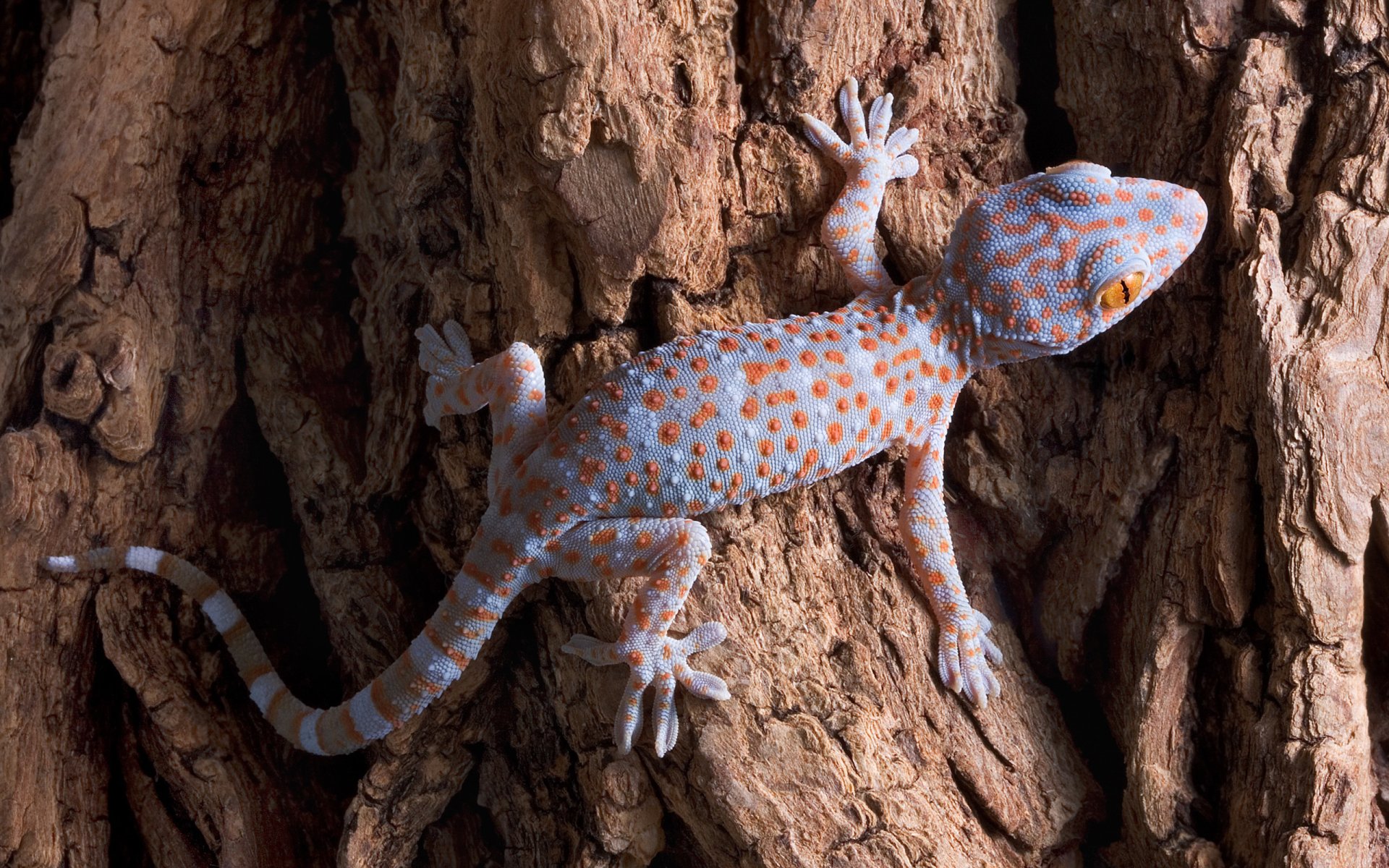A gecko (animal) with orange spots and a banded tail clings to rough, textured tree bark.