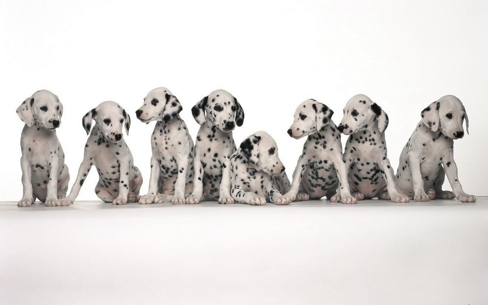 Animal dalmatian Image