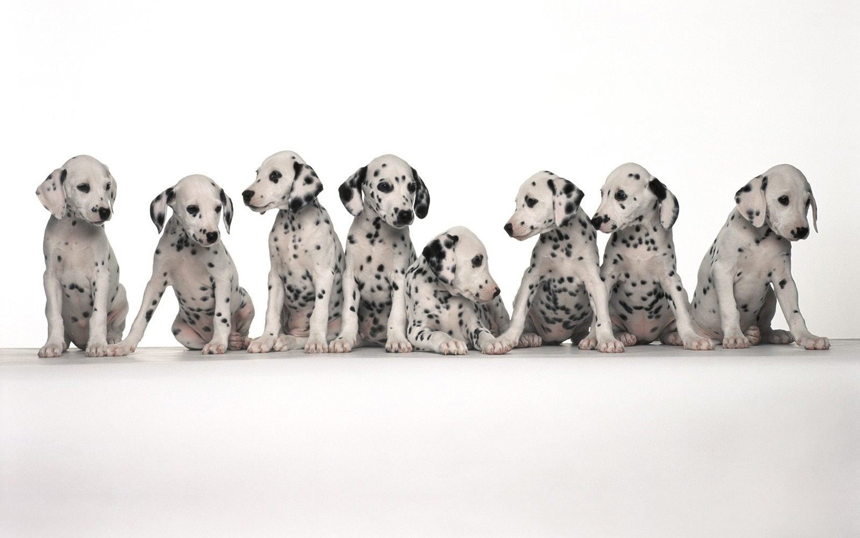 Animal dalmatian Image