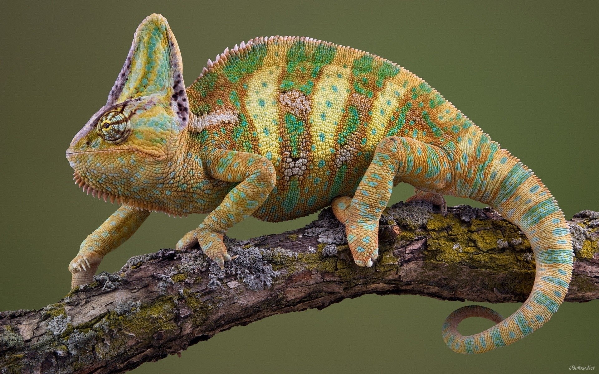 Animal chameleon Image