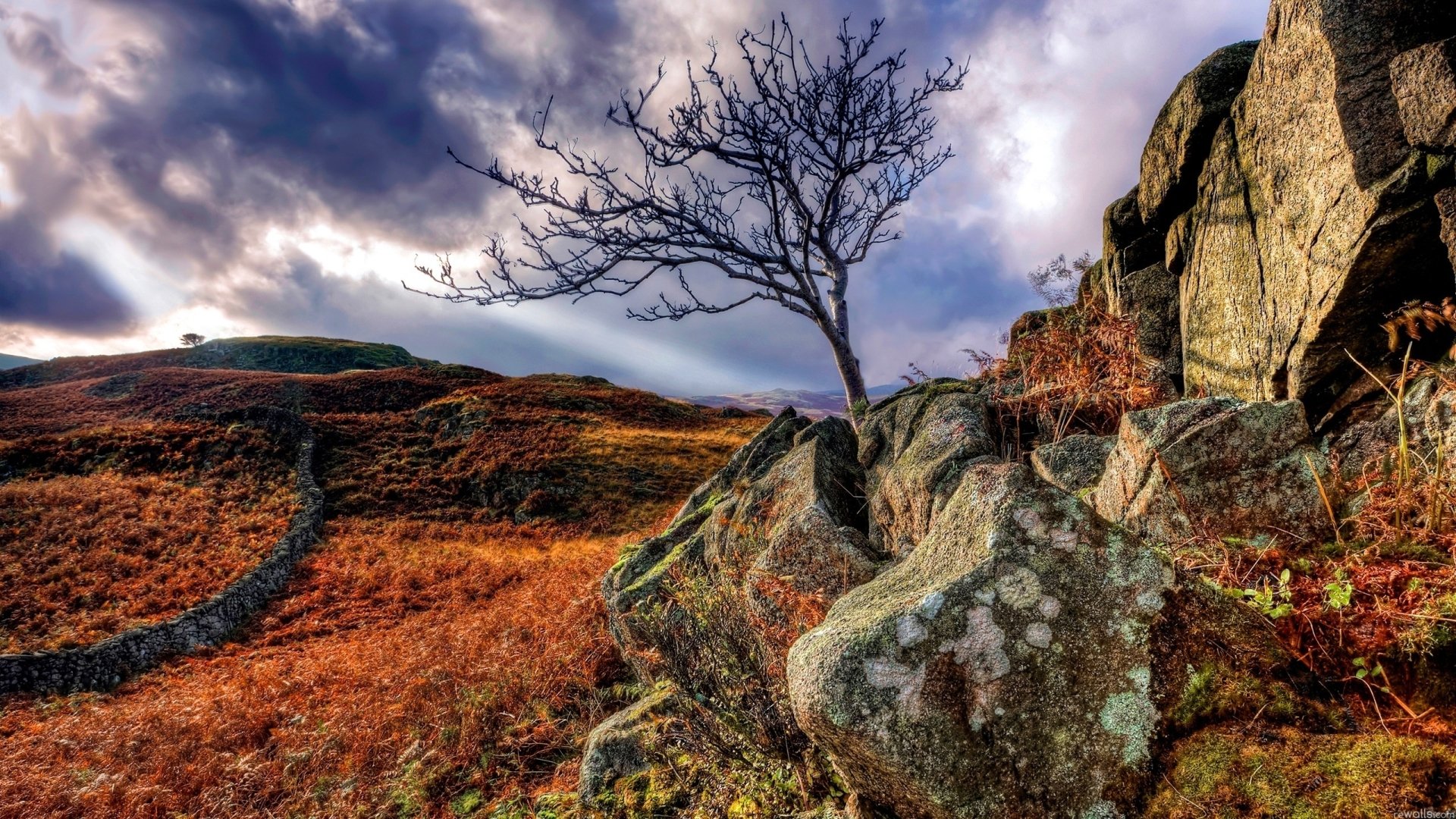 A solitary tree stands against a dramatic sky, surrounded by vibrant autumn foliage and rugged rocks, captured in stunning HDR photography.