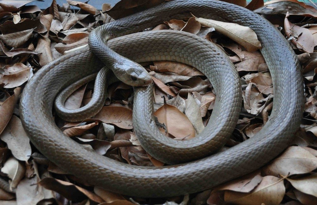 A taipan snake with smooth, dark scales coils on a bed of dry leaves, blending into its natural environment.