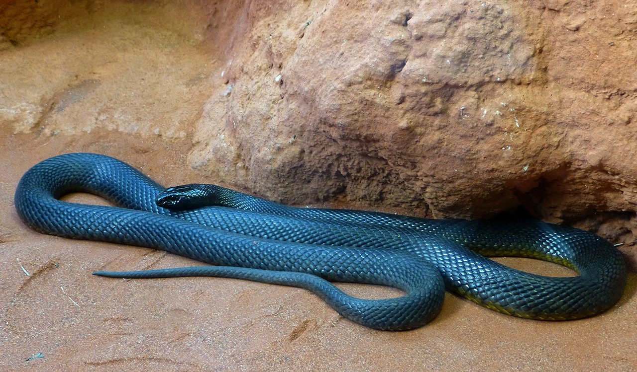 A dark-colored taipan snake resting on sandy ground near rocky terrain, showcasing its smooth scales and long, slender body.