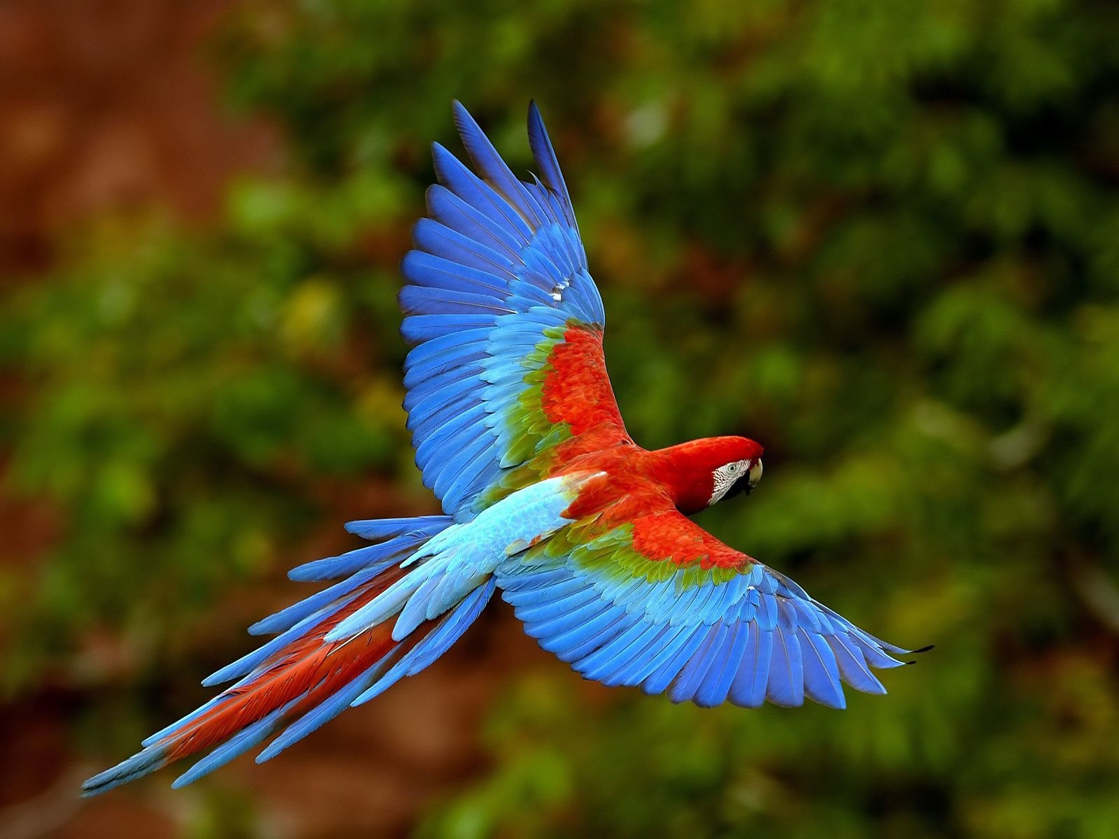 Red-and-green Macaw Image - ID: 272976 - Image Abyss