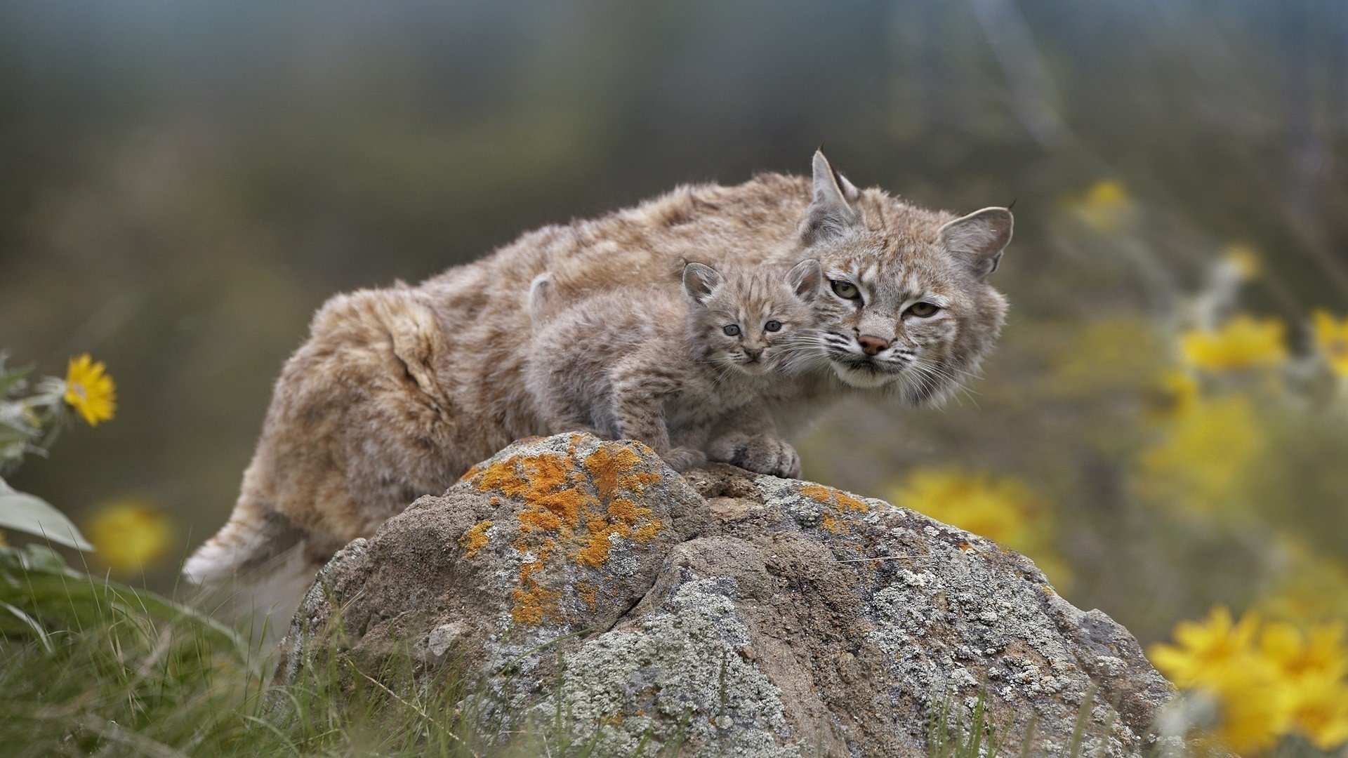 A lynx with tufted ears crouches on a rock surrounded by grass and yellow wildflowers in a natural setting.